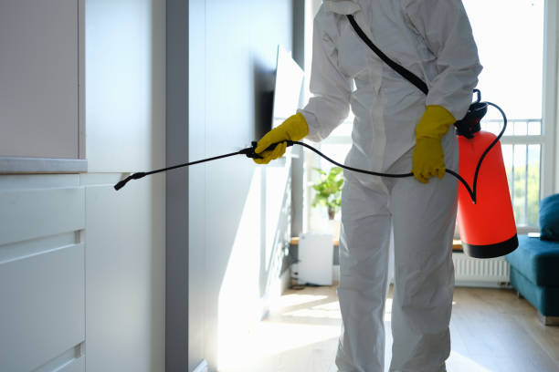 Best Black Mold Removal  in Lemon Grove, CA