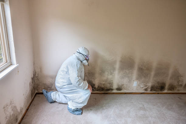 Best Residential Mold Removal  in Lemon Grove, CA
