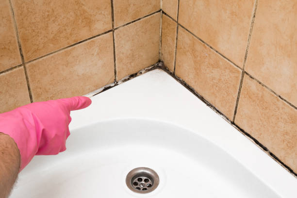 Best Mold Removal Company Near Me  in Lemon Grove, CA